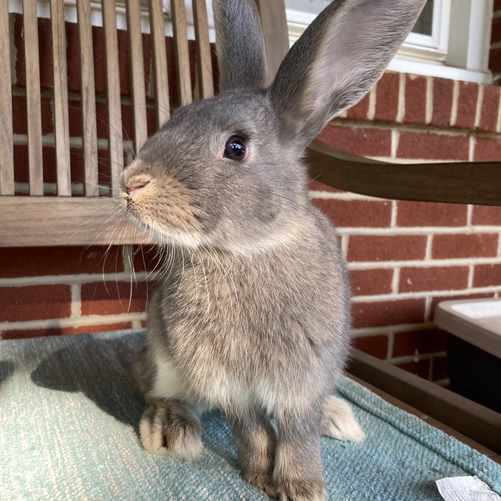 Brody, a Adoptable mixed breed in Baltimore, MD image 3/6