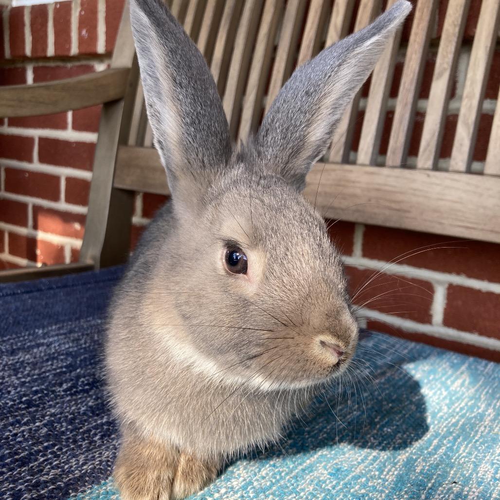 Brody, a Adoptable mixed breed in Baltimore, MD image 4/6