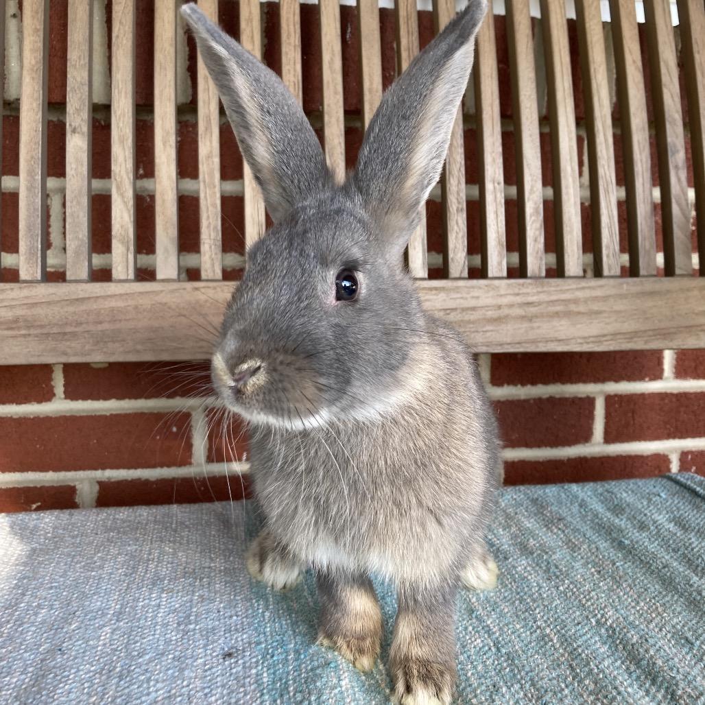 Brody, a Adoptable mixed breed in Baltimore, MD image 5/6