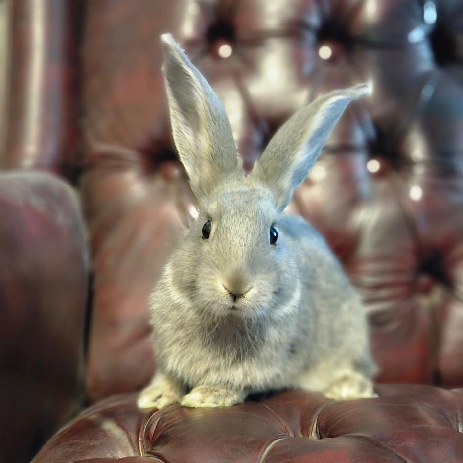 Brody, a Adoptable mixed breed in Baltimore, MD image 6/6