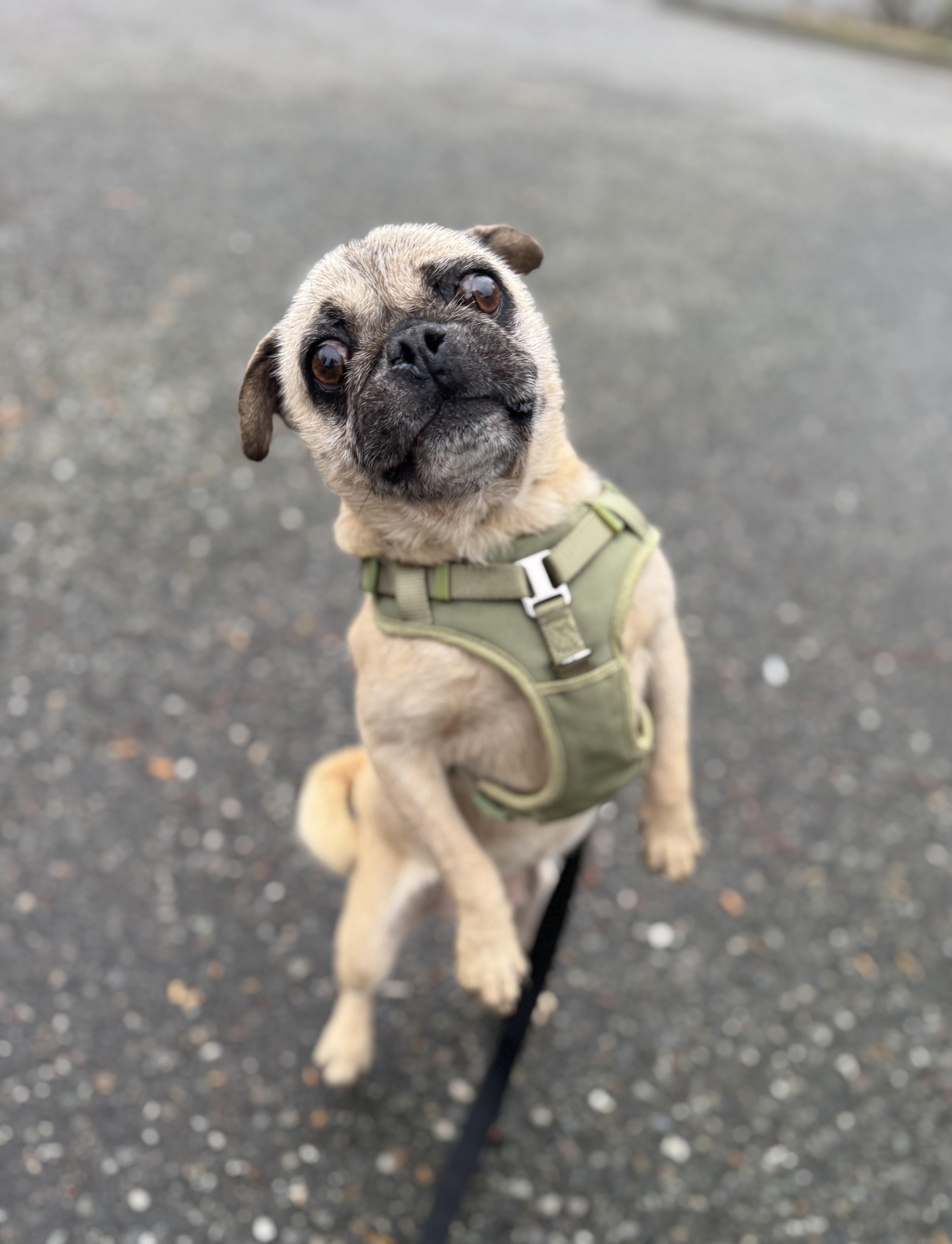 Enlarge Hardy, a Adoptable Pug in lynnwood , WA image 4/6