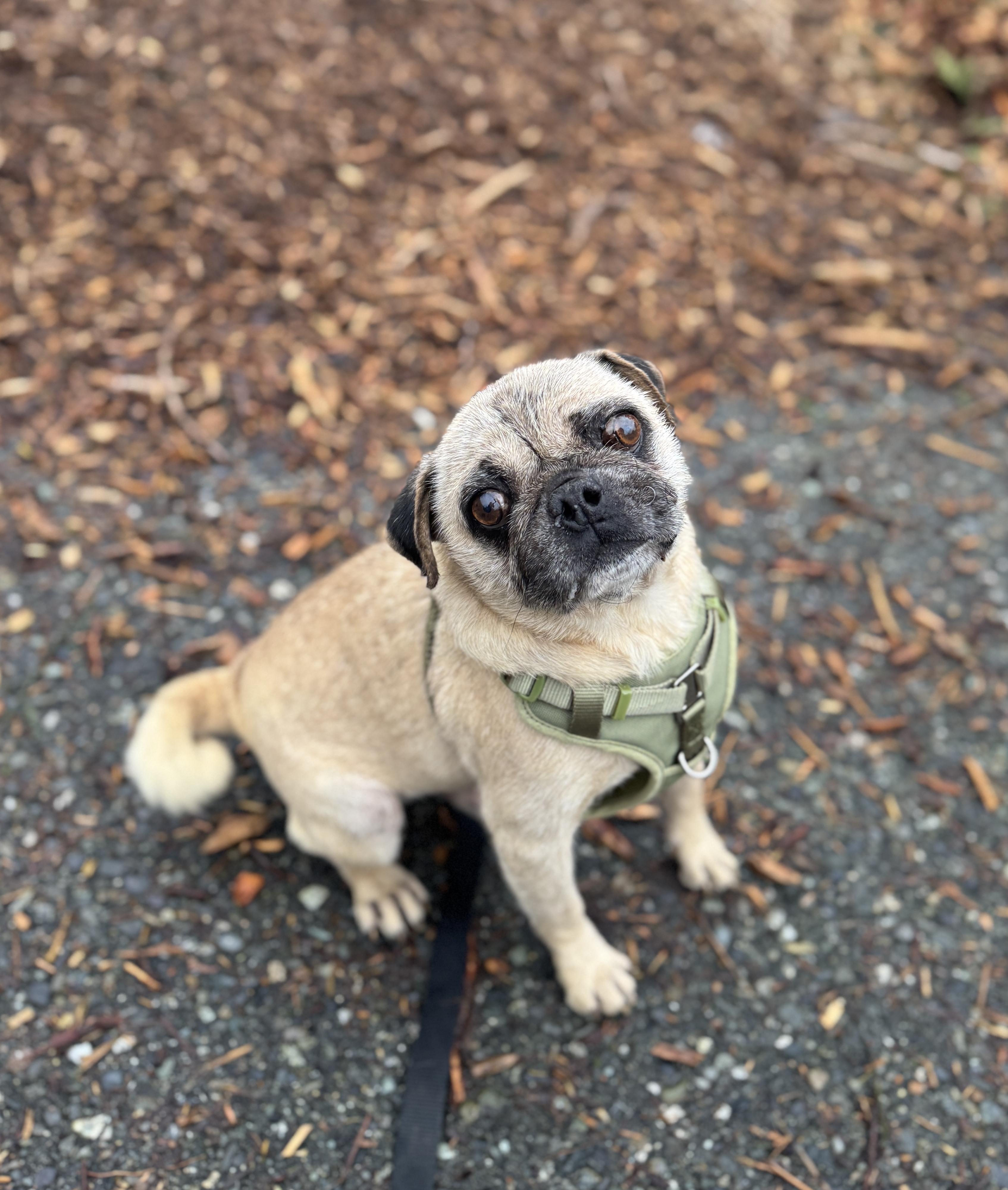 Enlarge Hardy, a Adoptable Pug in lynnwood , WA image 5/6
