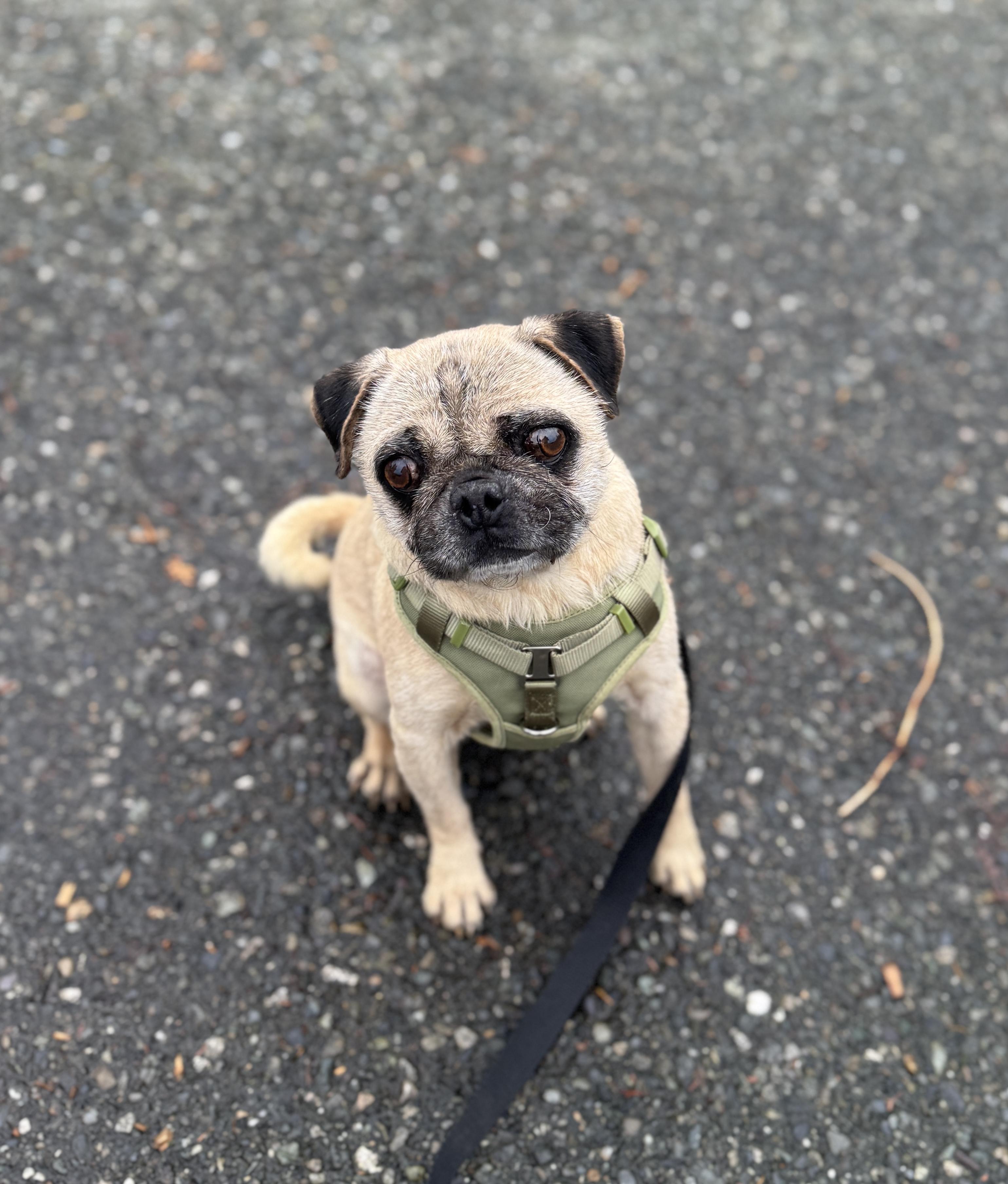 Enlarge Hardy, a Adoptable Pug in lynnwood , WA image 6/6