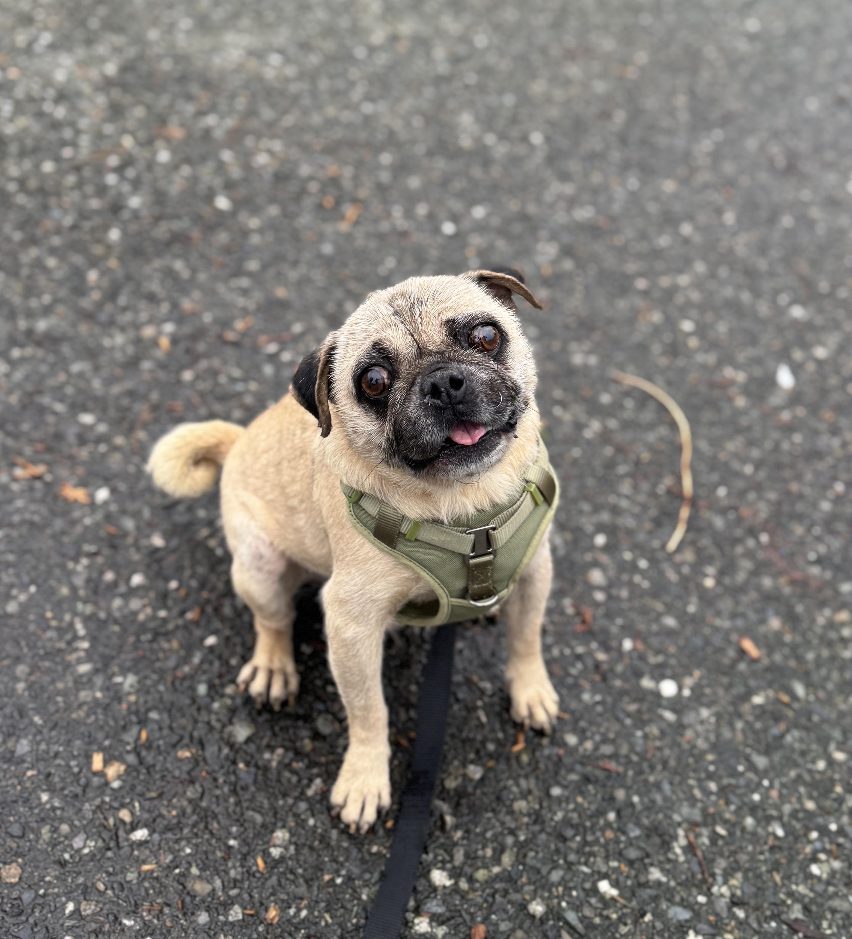 Enlarge Hardy, a Adoptable Pug in lynnwood , WA image 3/6