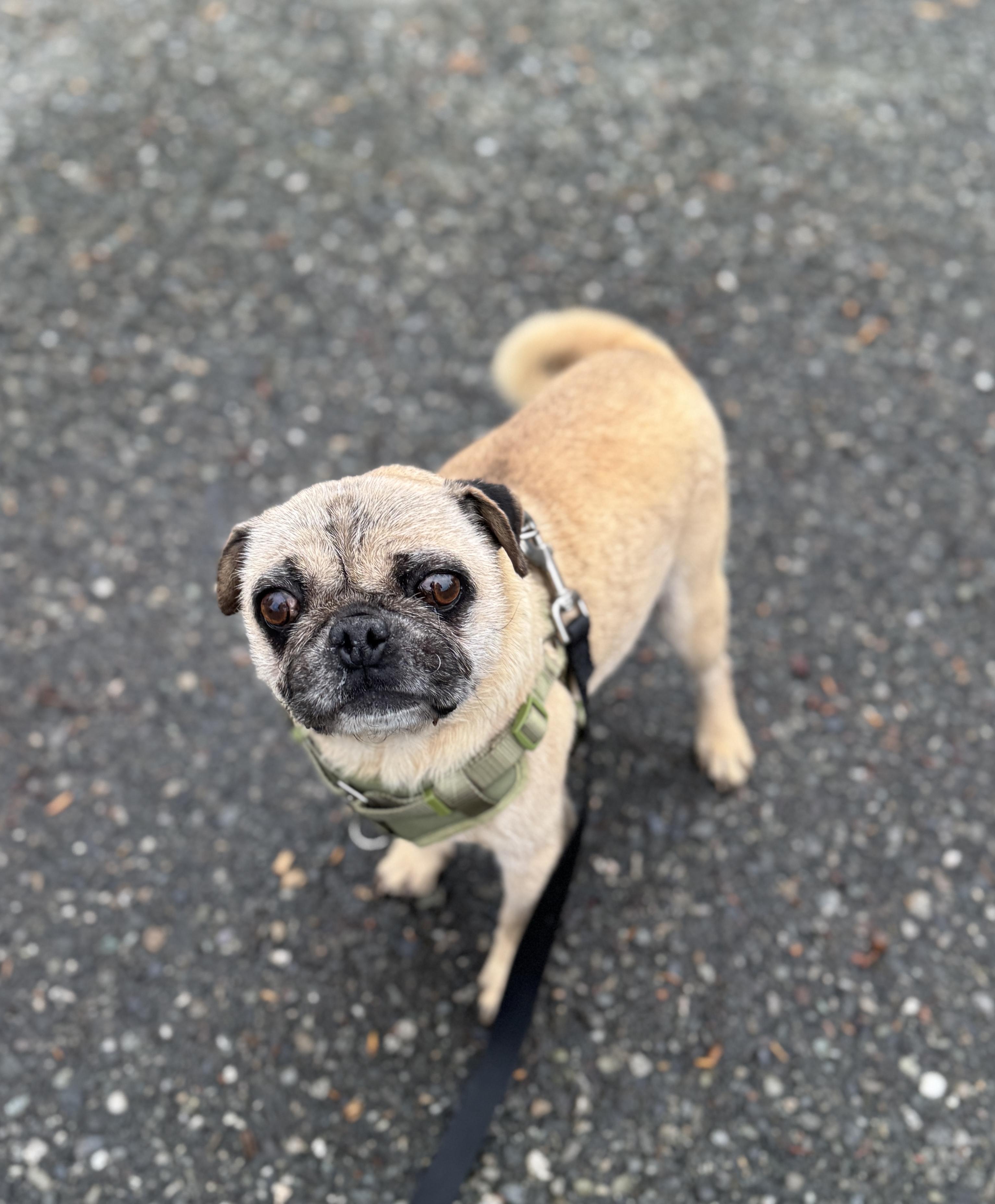 Enlarge Hardy, a Adoptable Pug in lynnwood , WA image 2/6