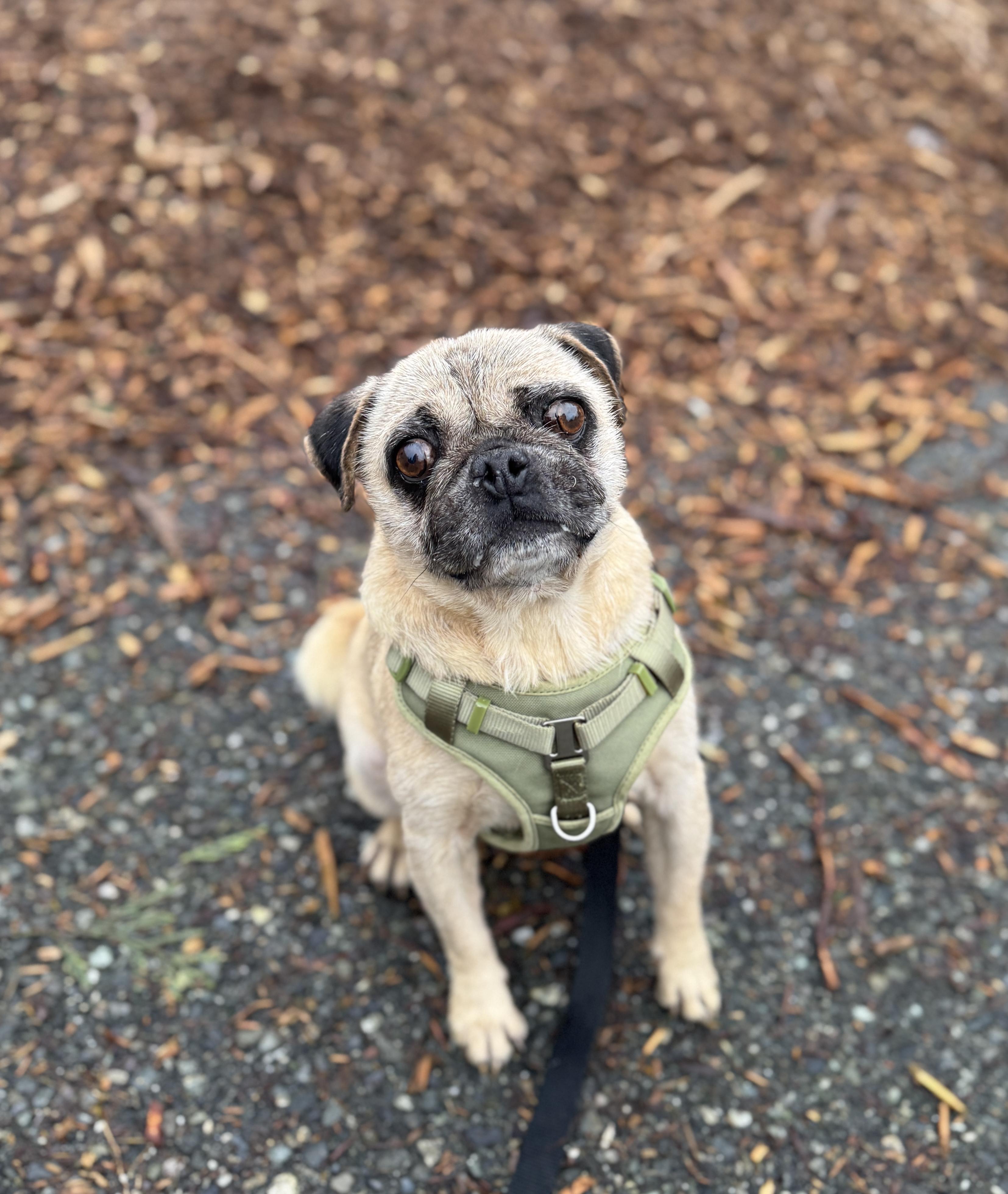 Hardy, Adoptable, Adult Male Pug.