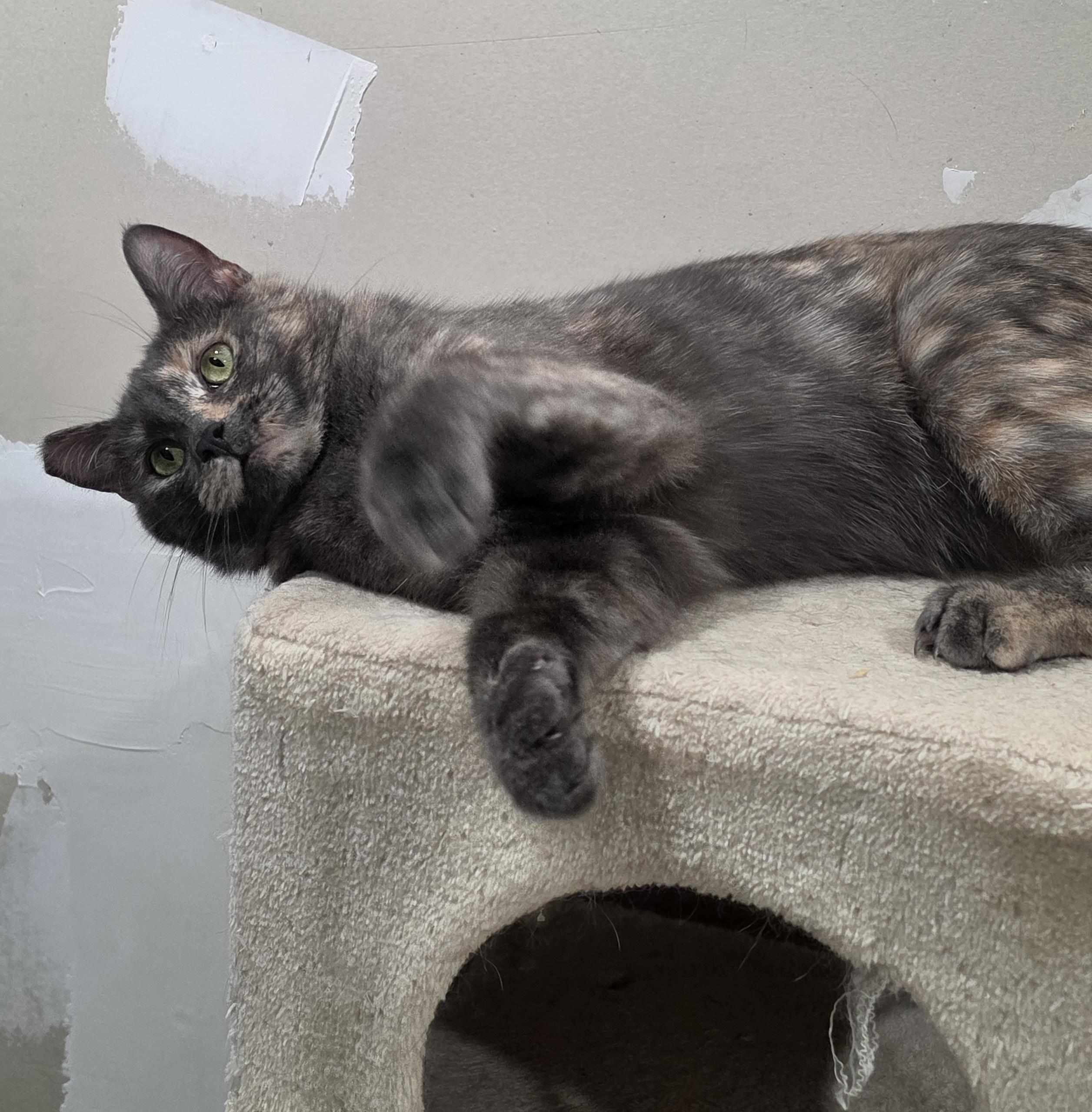 Enlarge Daisy, a Adoptable mixed breed in Newark, CA image 3/4