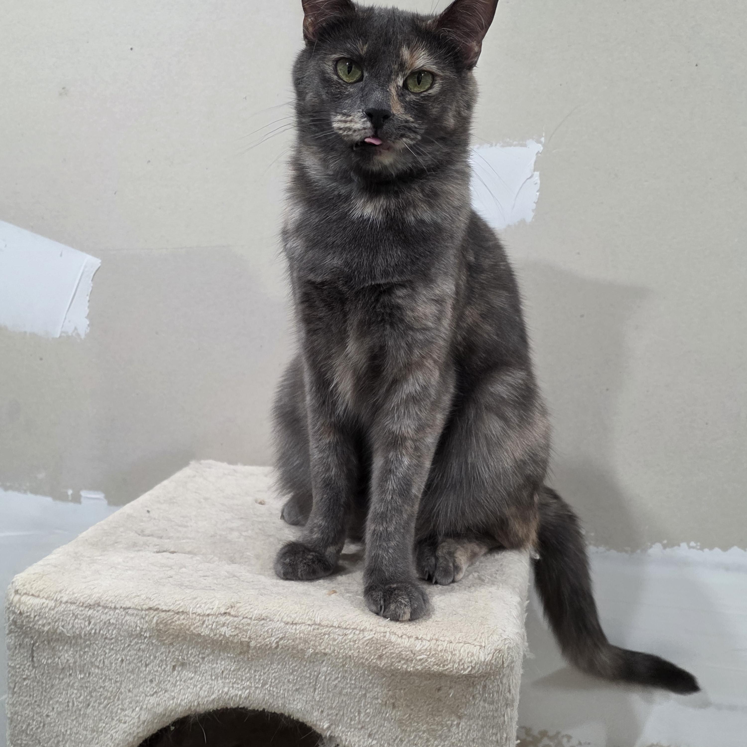 Enlarge Daisy, a Adoptable mixed breed in Newark, CA image 2/4
