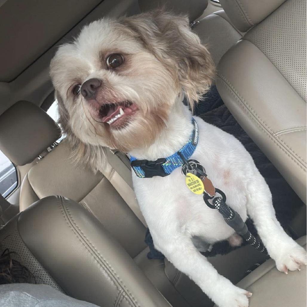 Bailey — thumbnail 2