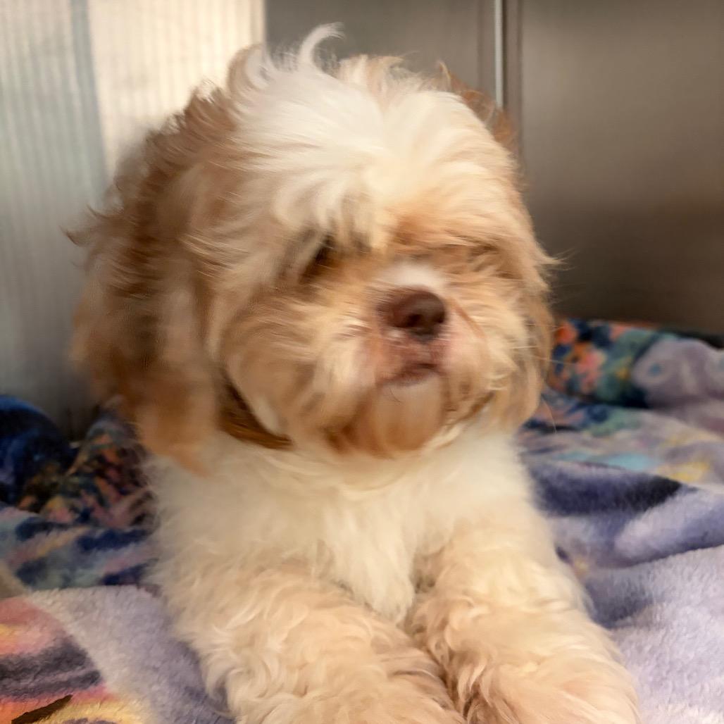 Bailey — thumbnail 3