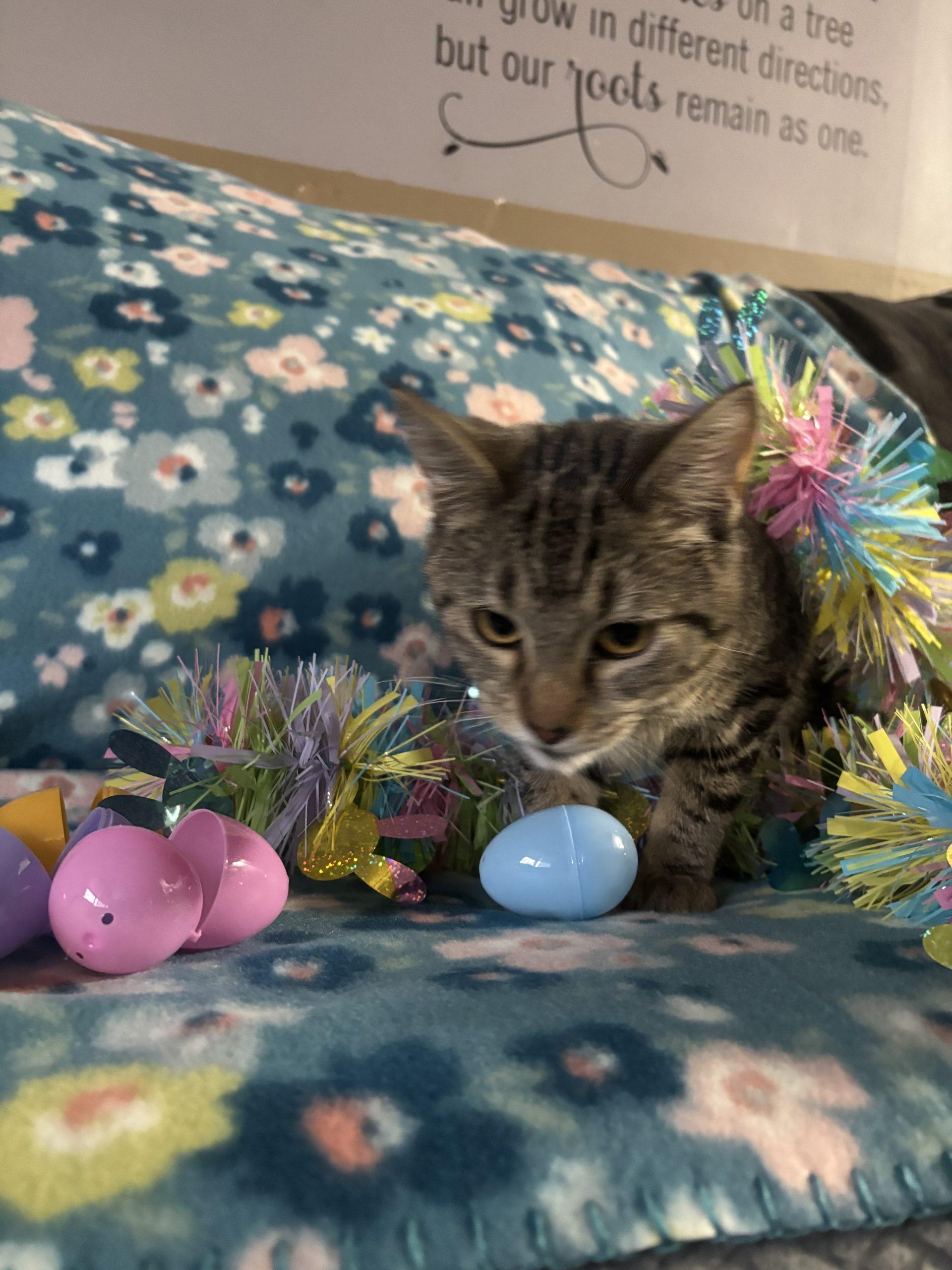 Luna, Adoptable, Young Female Domestic Short Hair.