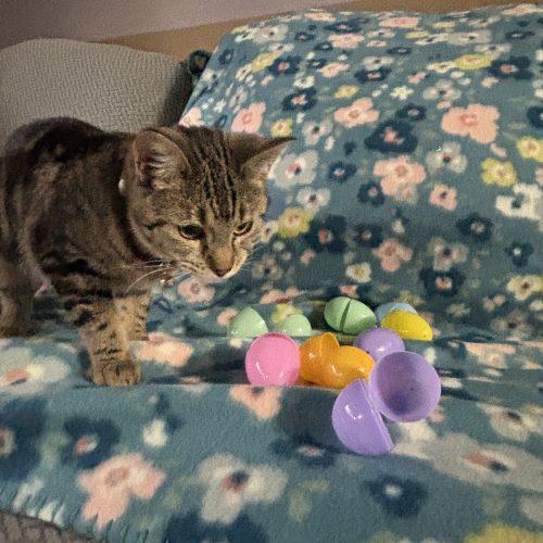 Enlarge Luna, a Adoptable Domestic Short Hair in Kirksville, MO image 1/5