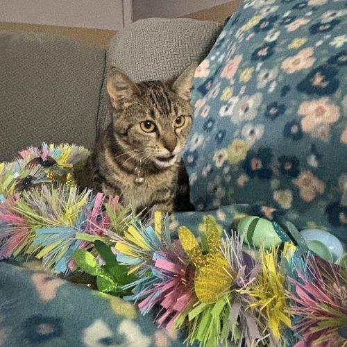 Enlarge Luna, a Adoptable Domestic Short Hair in Kirksville, MO image 3/5