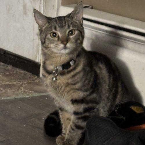 Enlarge Luna, a Adoptable Domestic Short Hair in Kirksville, MO image 4/5