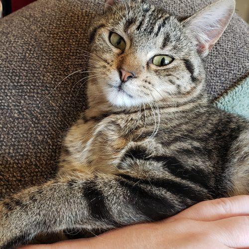 Enlarge Luna, a Adoptable Domestic Short Hair in Kirksville, MO image 3/5