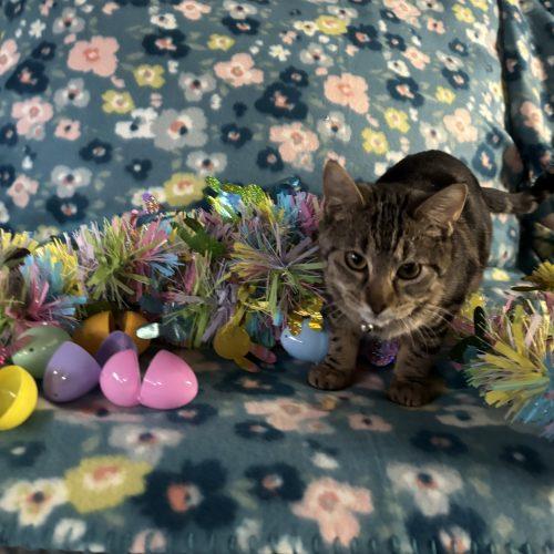 Enlarge Luna, a Adoptable Domestic Short Hair in Kirksville, MO image 5/5