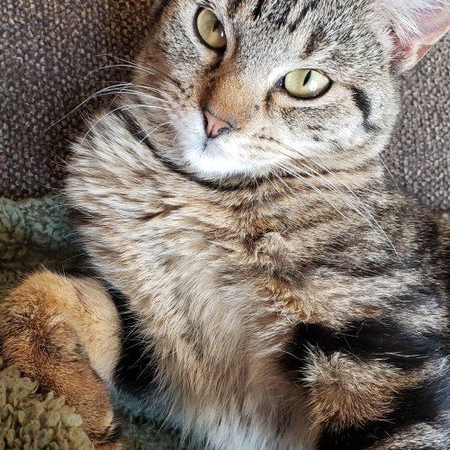 Enlarge Luna, a Adoptable Domestic Short Hair in Kirksville, MO image 5/5