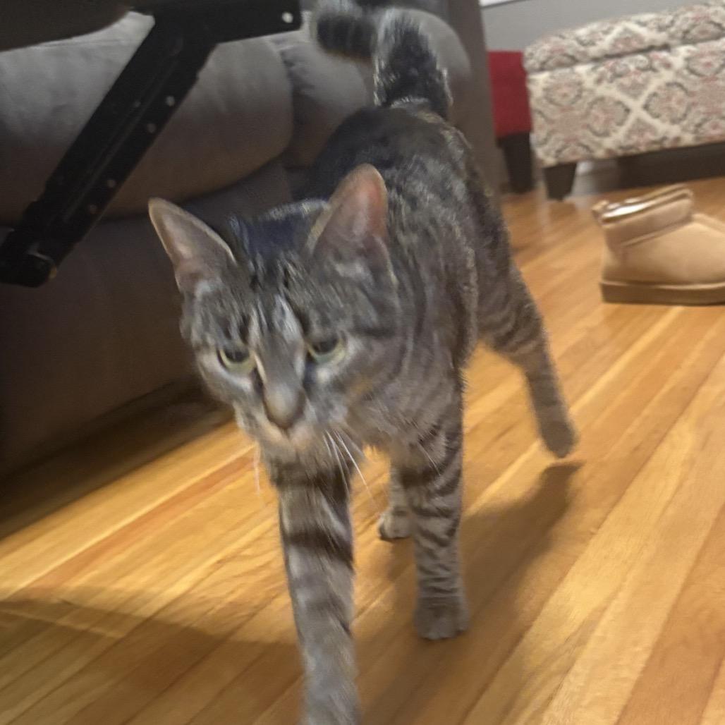 Newt — thumbnail 4