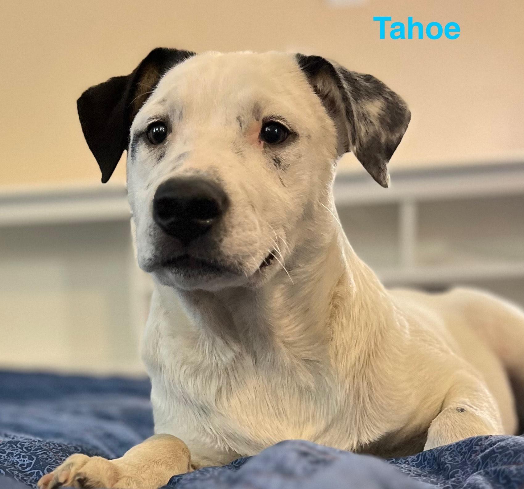 Tahoe, a Adoptable mixed breed in Texarkana, TX image 2/6