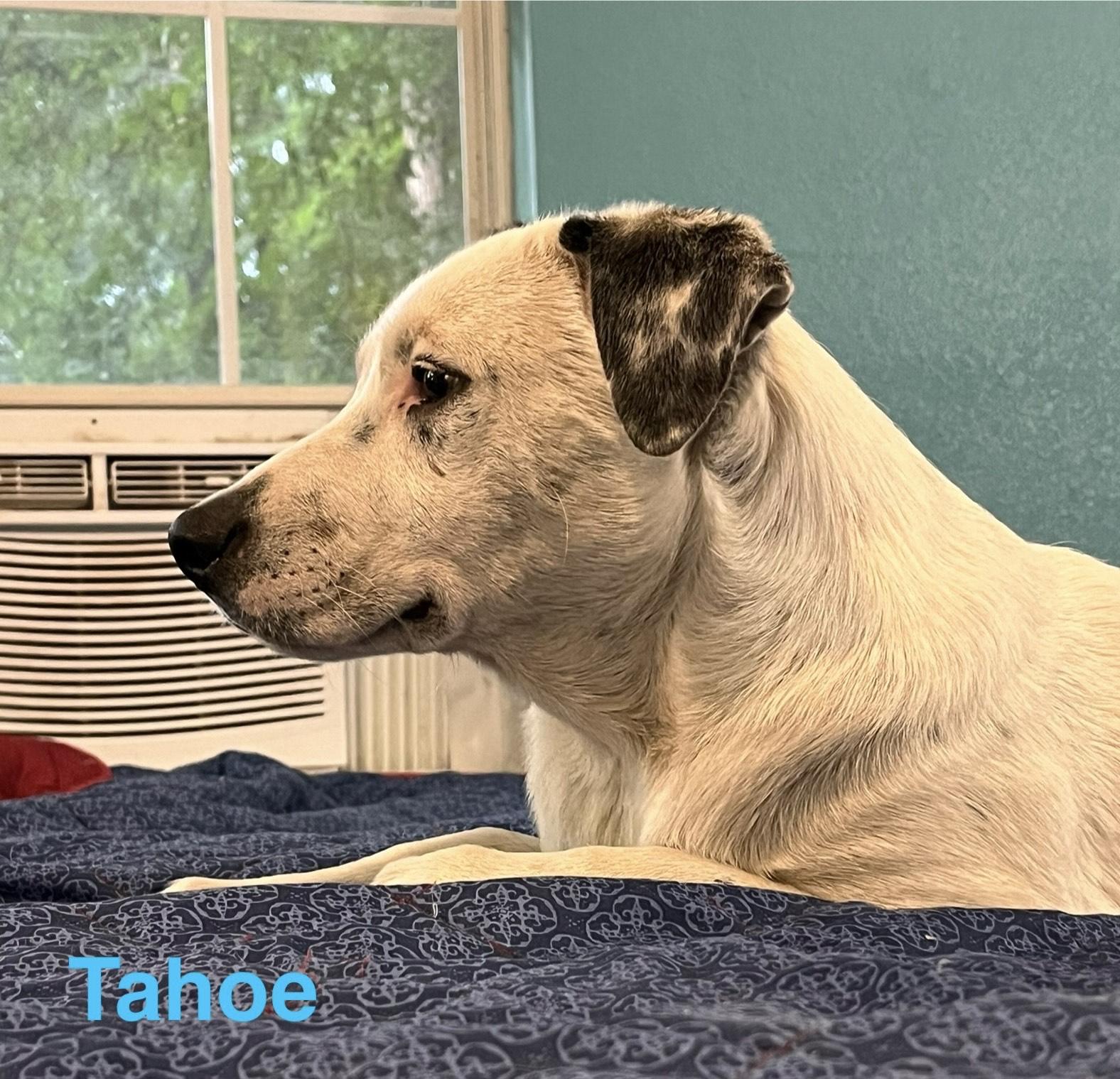Tahoe, a Adoptable mixed breed in Texarkana, TX image 6/6