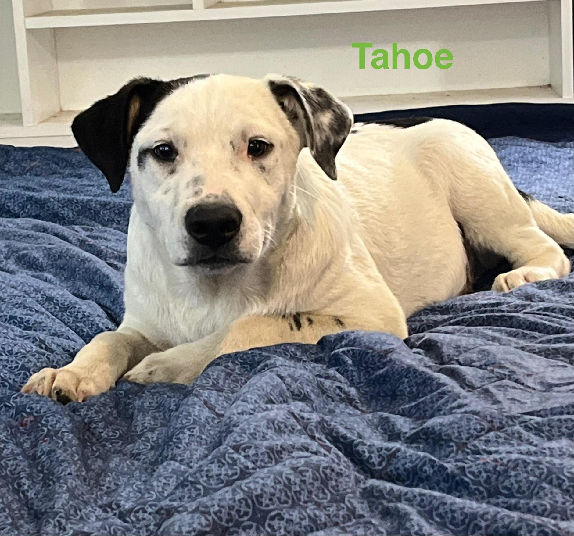 Tahoe, a Adoptable mixed breed in Texarkana, TX image 1/6