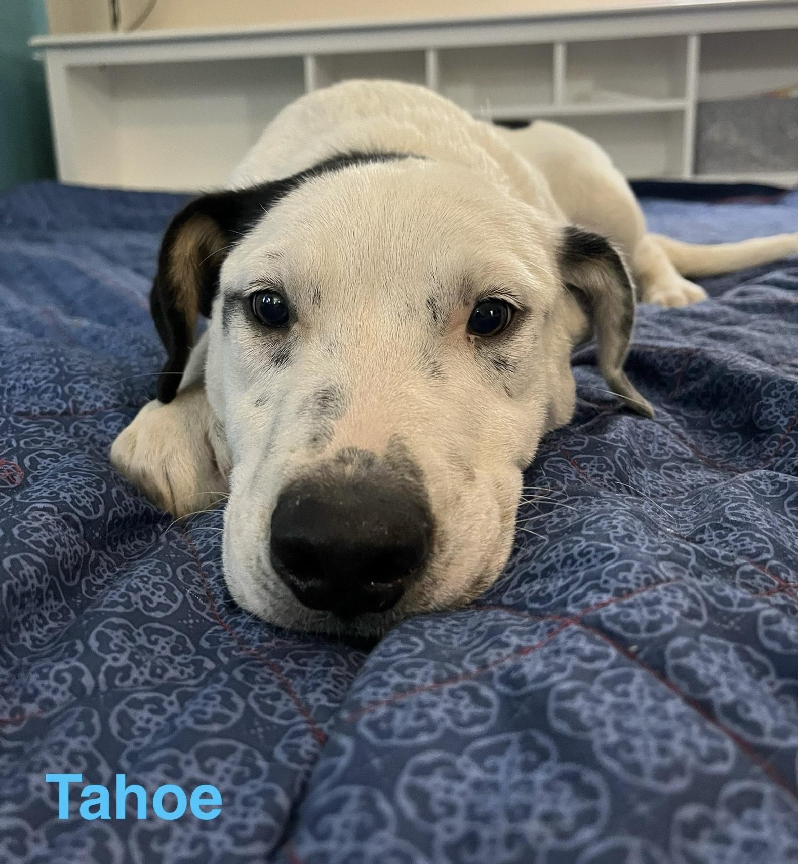 Tahoe, a Adoptable mixed breed in Texarkana, TX image 4/6