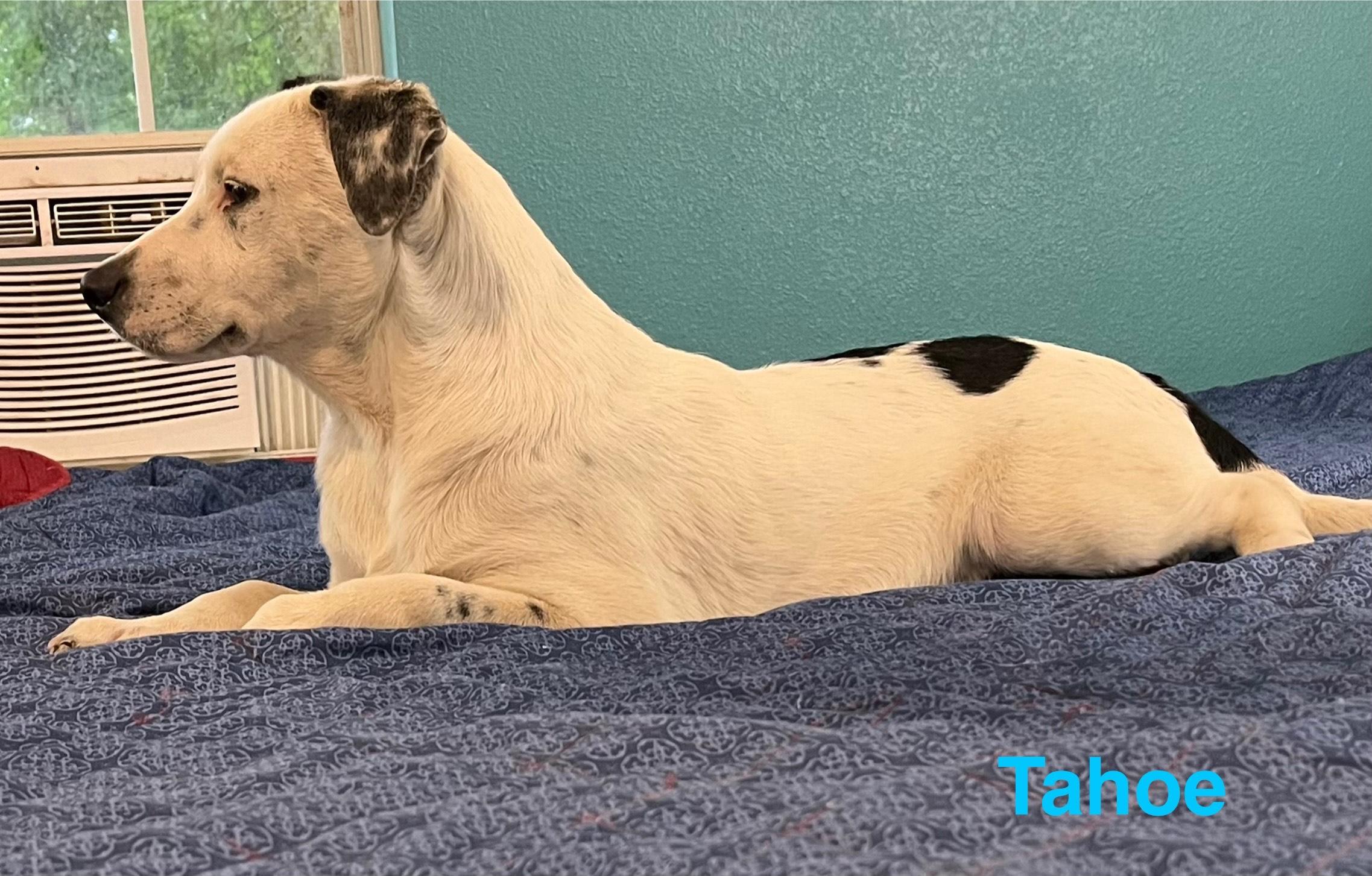 Tahoe, a Adoptable mixed breed in Texarkana, TX image 5/6