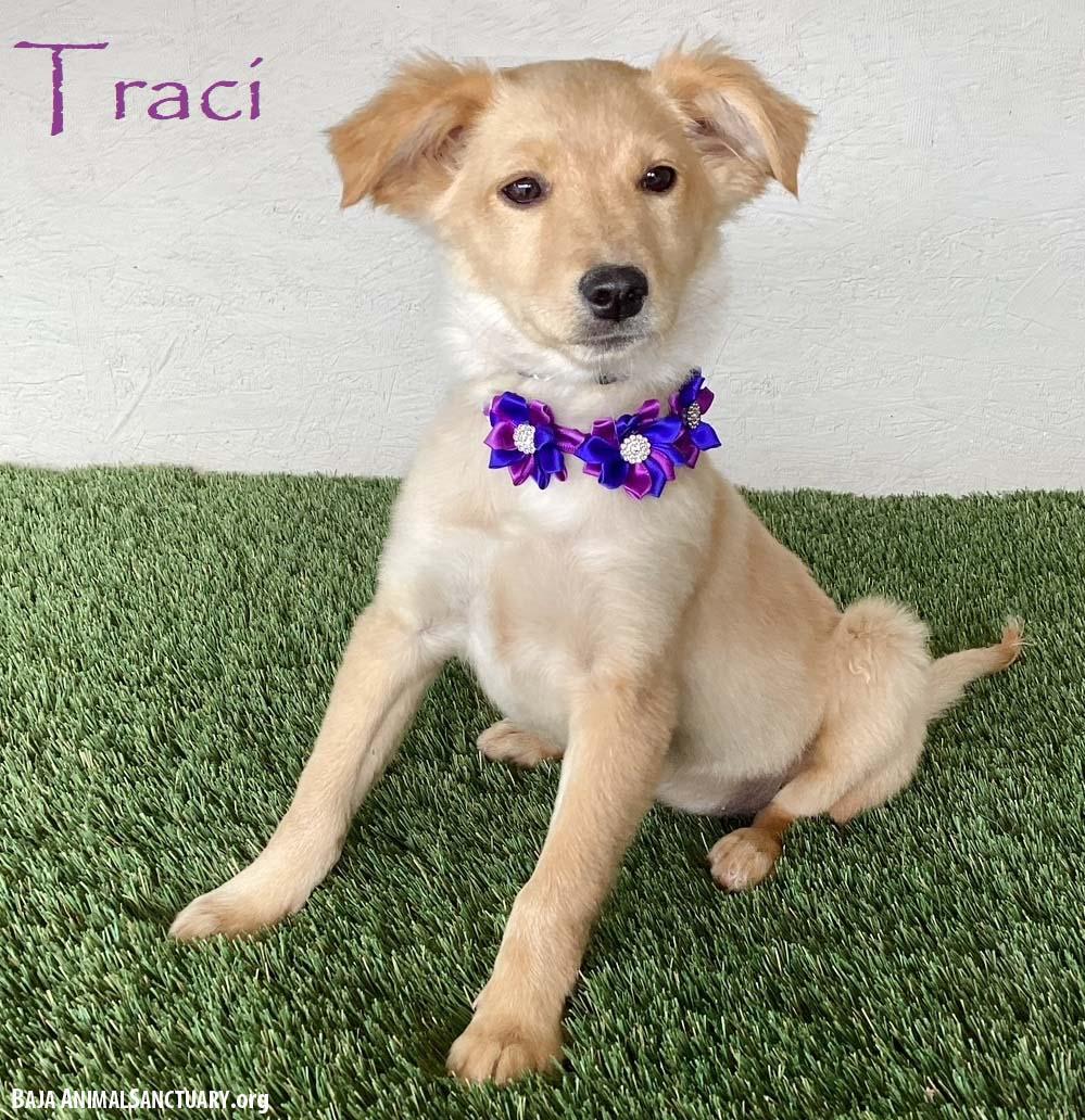 Enlarge Traci, an adopted mixed breed in San Diego, CA image 1/4
