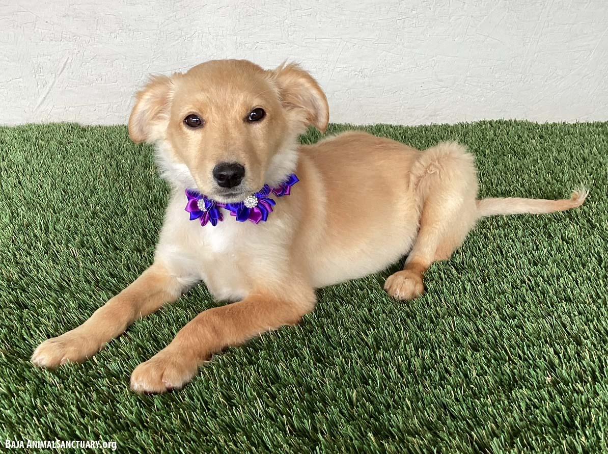 Enlarge Traci, an adopted mixed breed in San Diego, CA image 2/4