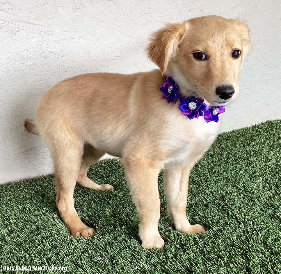 Enlarge Traci, an adopted mixed breed in San Diego, CA image 3/4