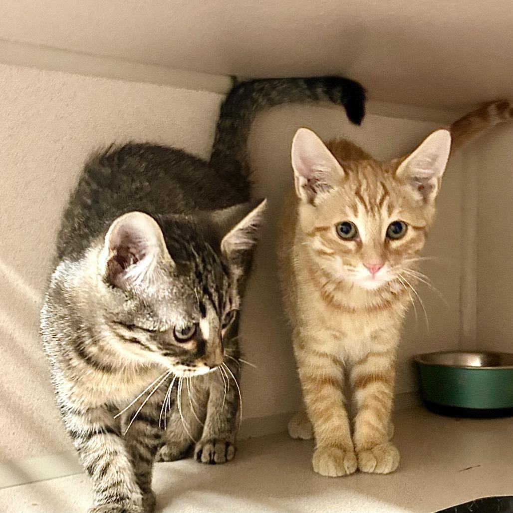 Enlarge Dexter, a Adopted Domestic Short Hair in Denison, TX image 1/4