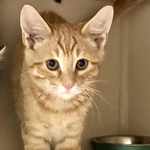 Enlarge Dexter, a Adopted Domestic Short Hair in Denison, TX image 2/4