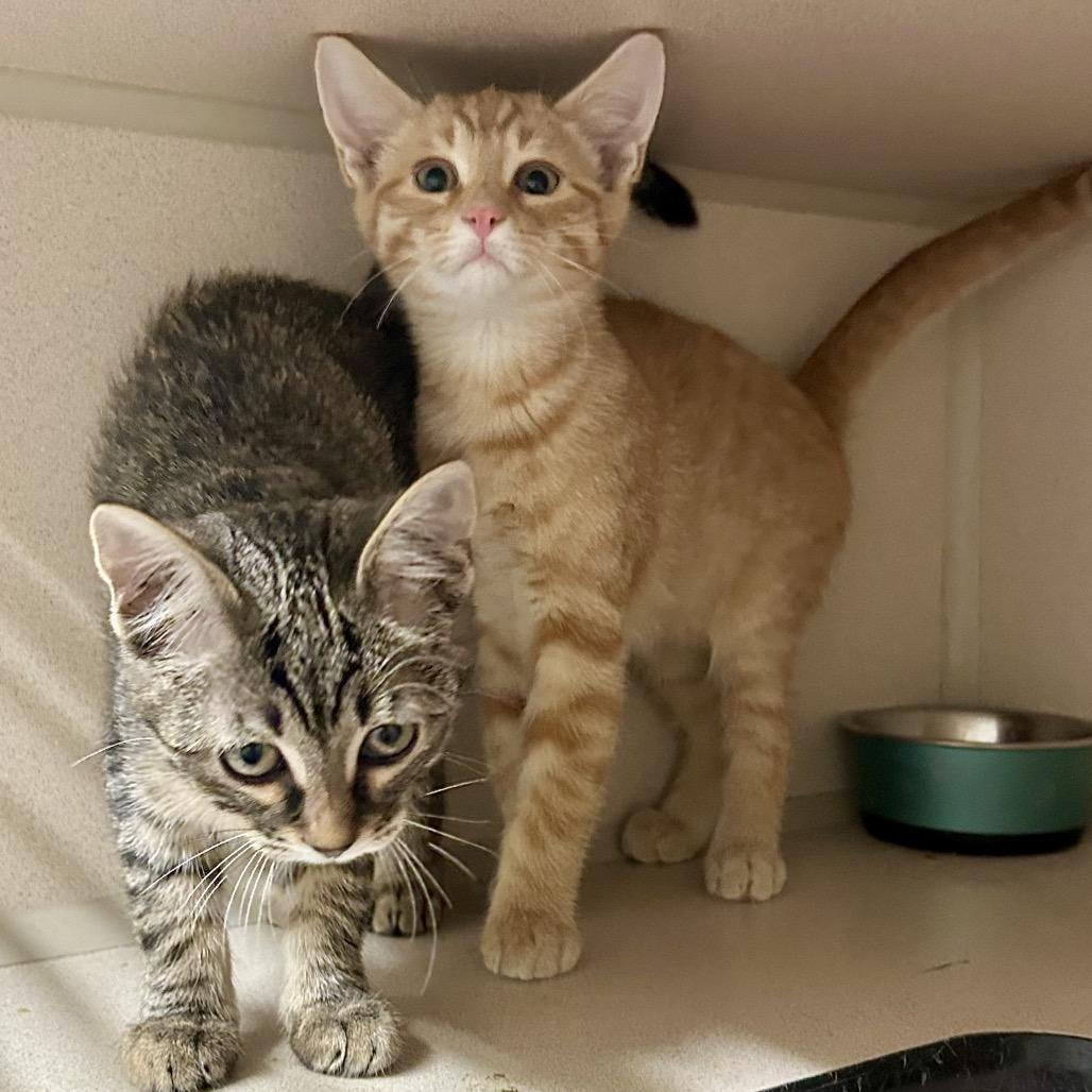 Enlarge Dexter, a Adopted Domestic Short Hair in Denison, TX image 4/4