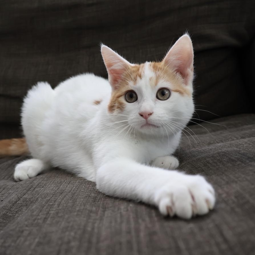 Enlarge Hepburn, a Adoptable mixed breed in Fort Collins, CO image 2/5