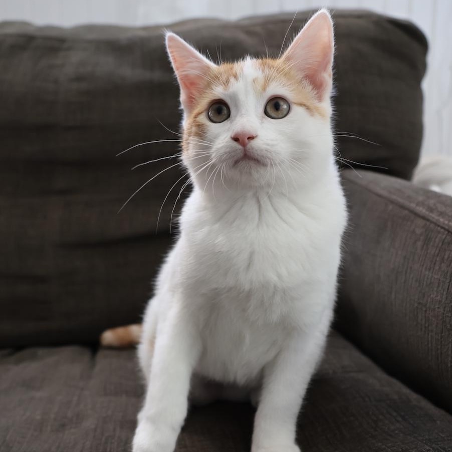 Hepburn, Adoptable, Kitten Female Domestic Medium Hair.