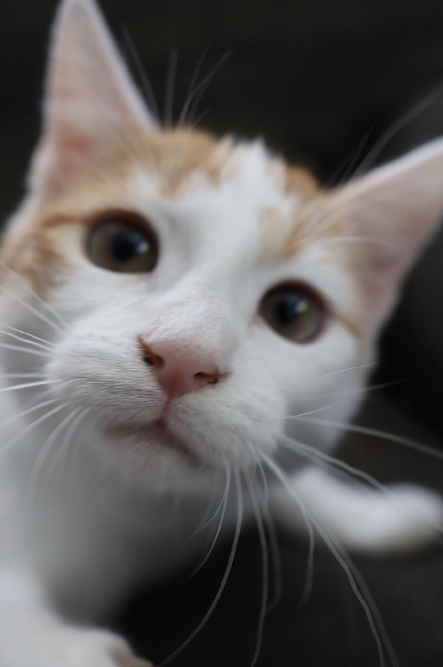 Enlarge Hepburn, a Adoptable mixed breed in Fort Collins, CO image 4/5