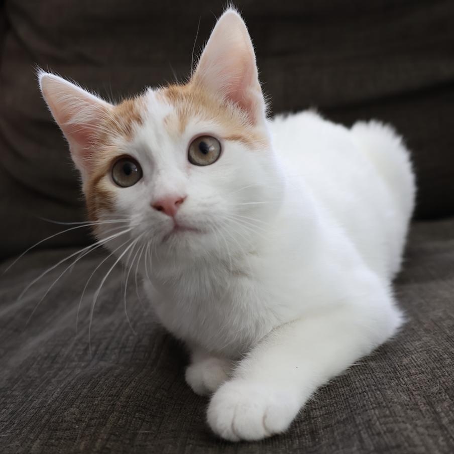 Enlarge Hepburn, a Adoptable mixed breed in Fort Collins, CO image 5/5