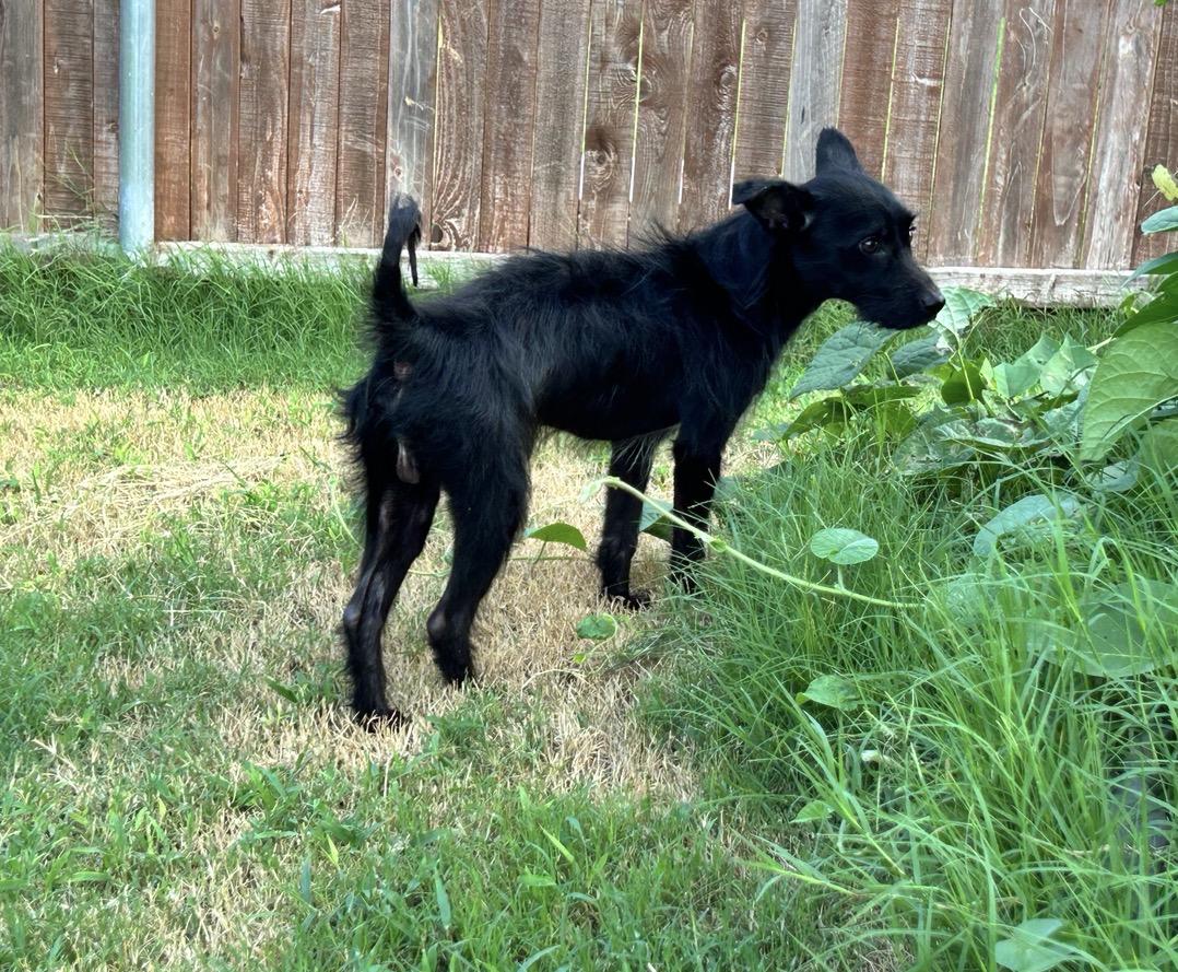 Chico, a Adoptable mixed breed in Houston, TX image 1/4