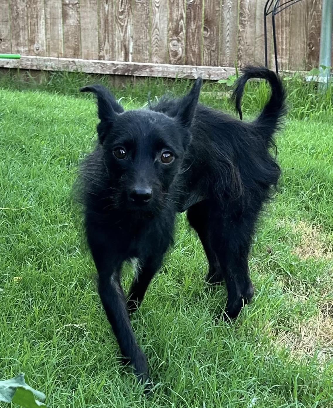 Chico, a Adoptable mixed breed in Houston, TX image 2/4