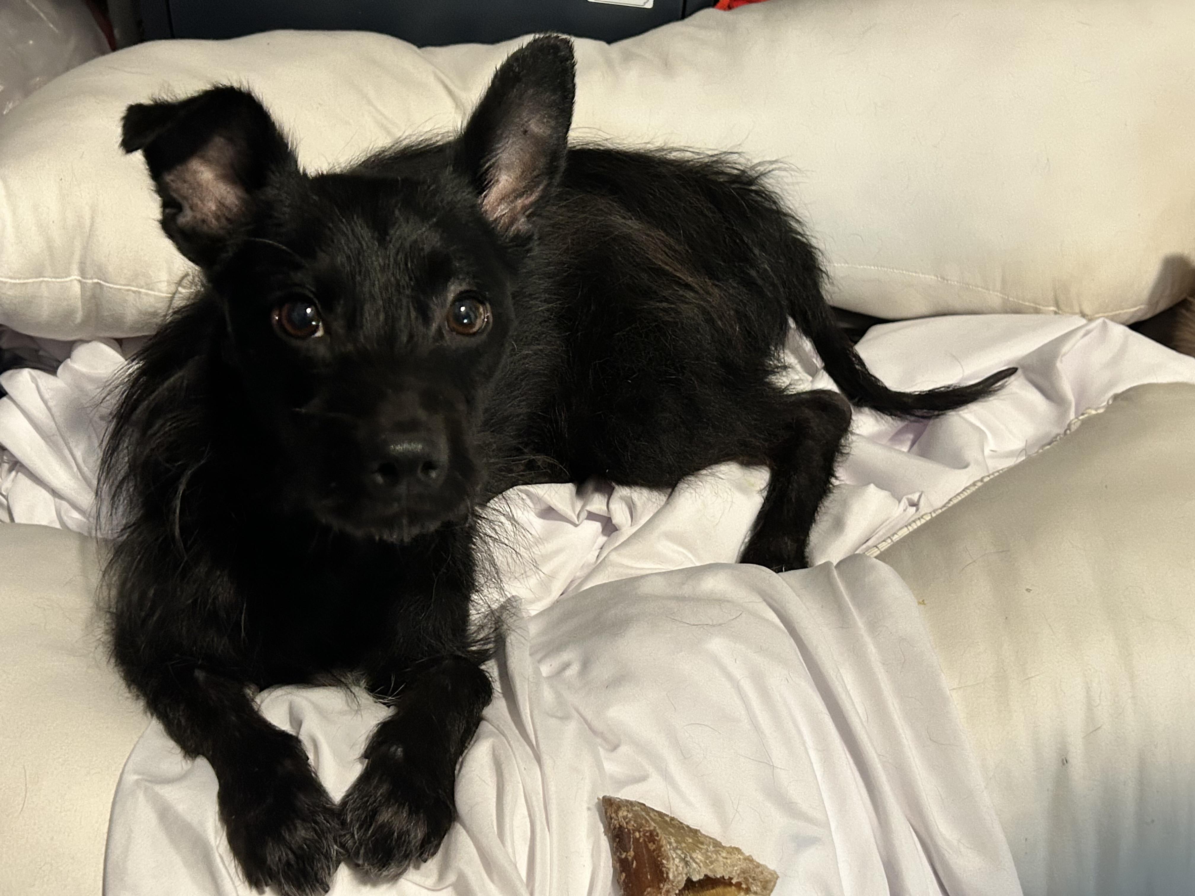 Chico, a Adoptable mixed breed in Houston, TX image 3/4