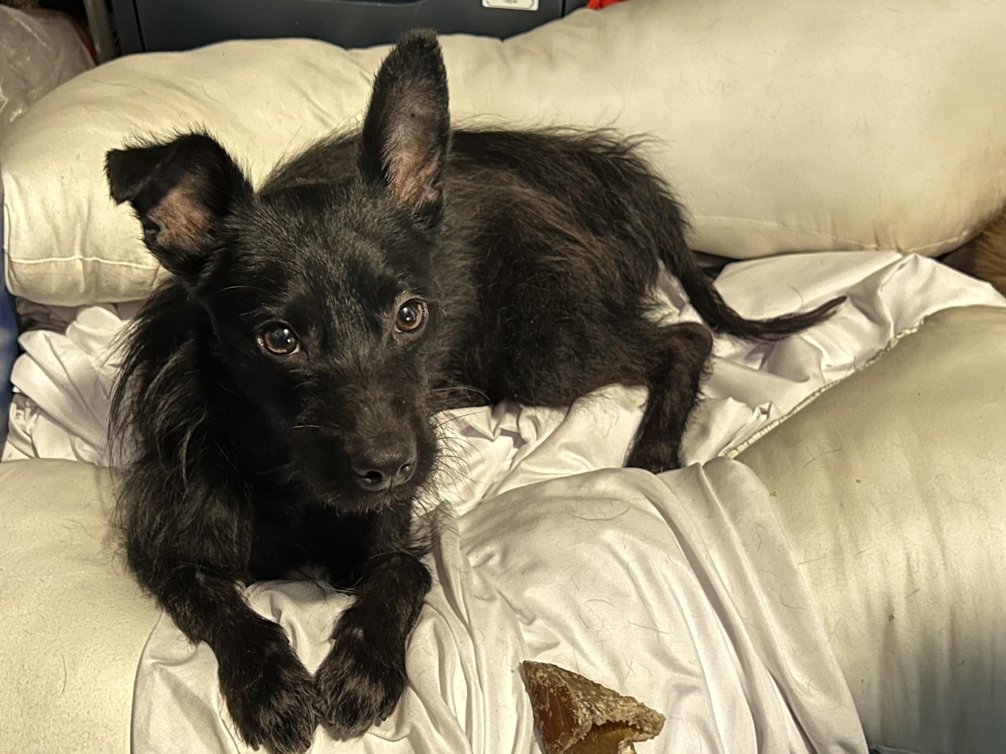 Chico, a Adoptable mixed breed in Houston, TX image 4/4