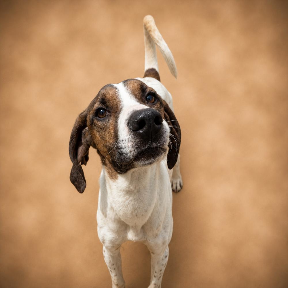 Enlarge Vinnie, a Adoptable mixed breed in Allentown, PA image 1/5