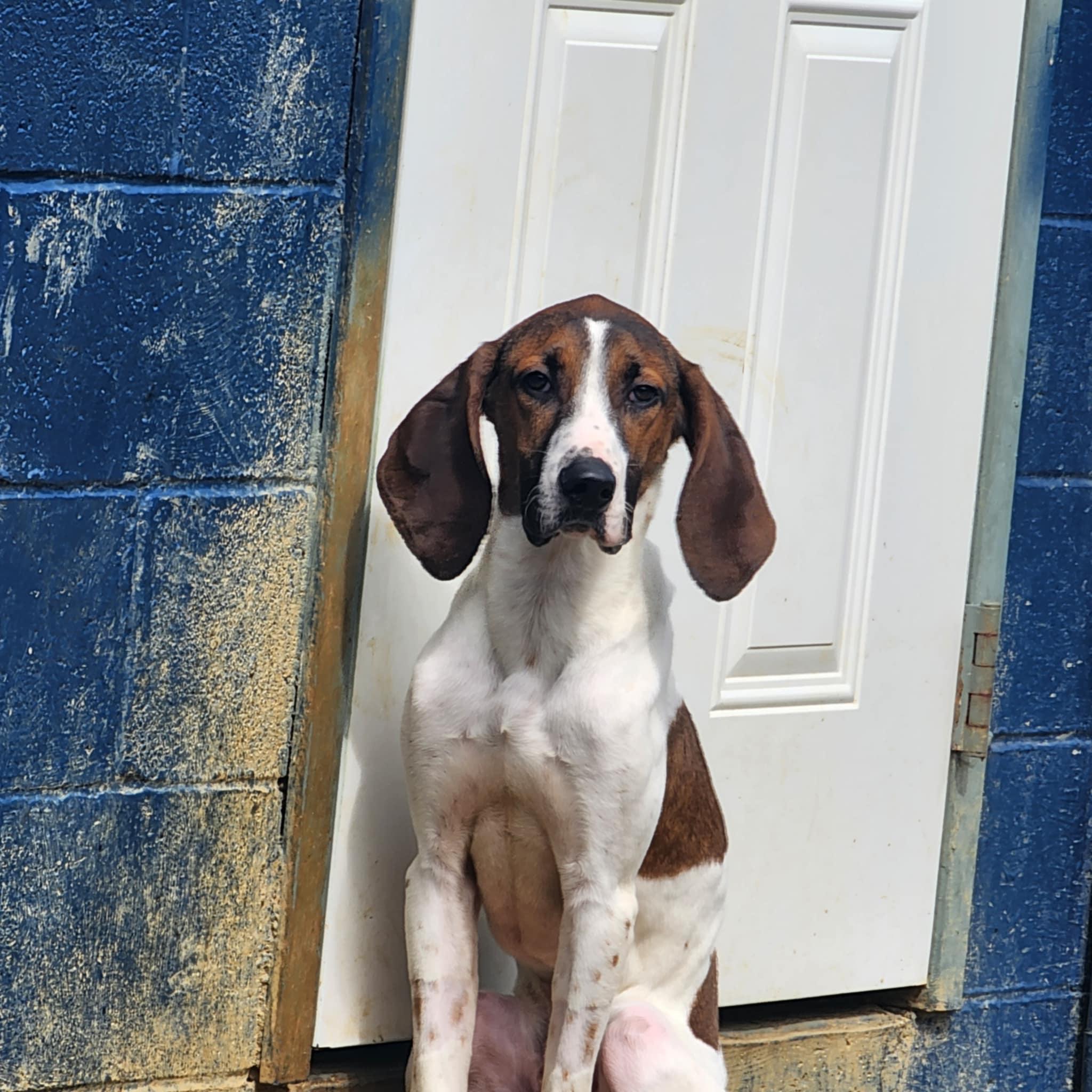 Enlarge Vinnie, a Adoptable mixed breed in Allentown, PA image 2/5