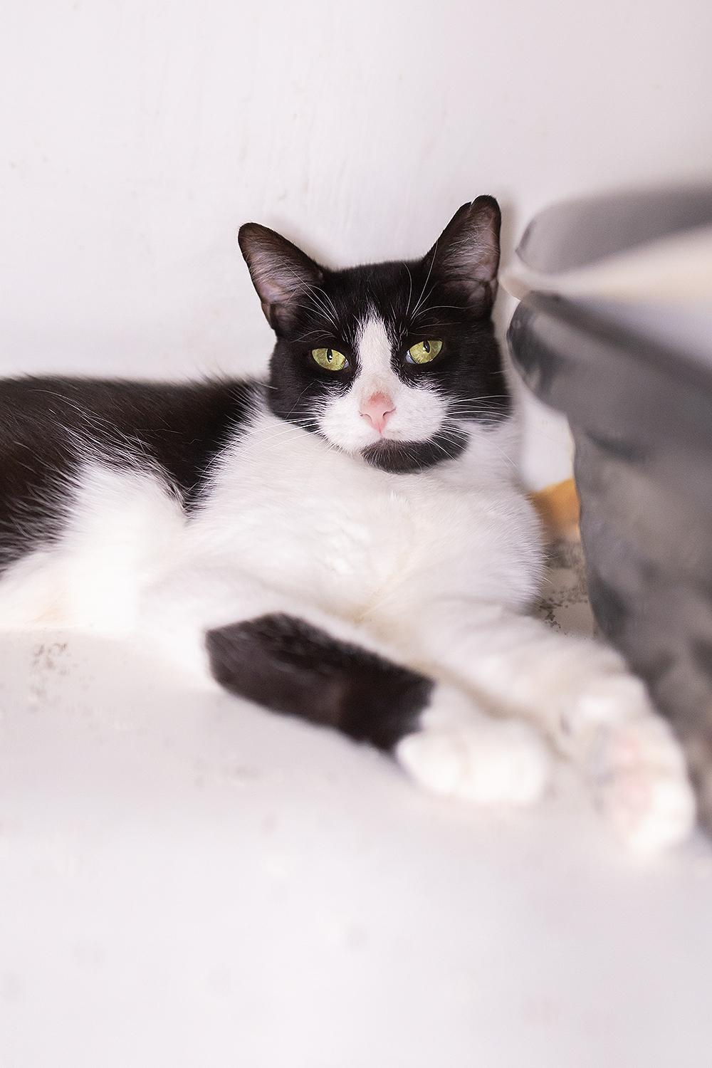 Luna, a Adoptable Domestic Short Hair in Marana, AZ image 3/4
