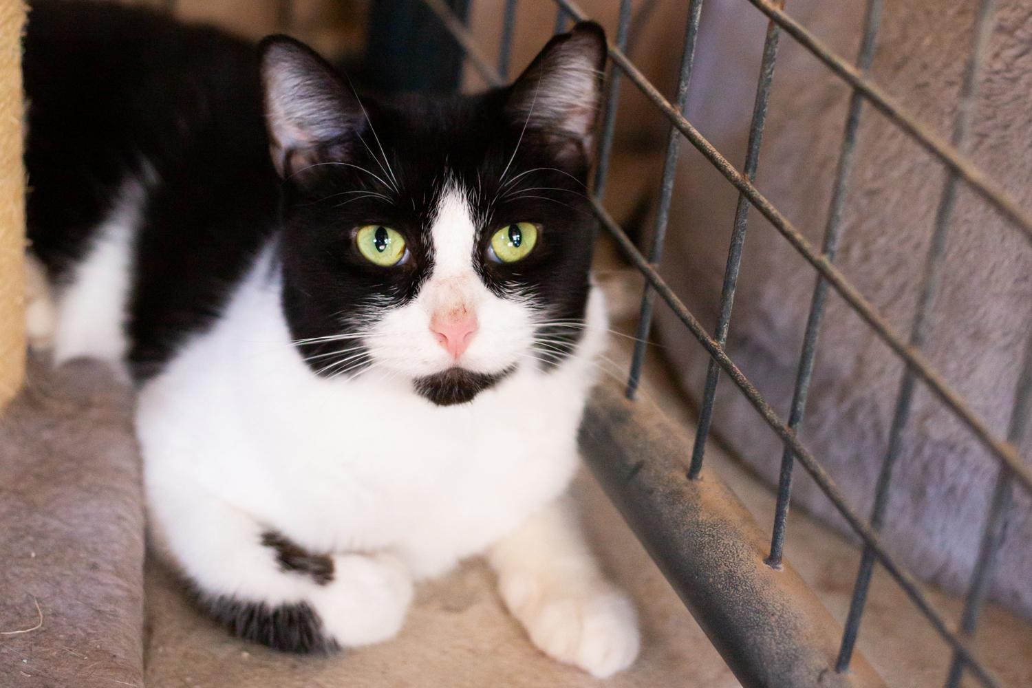 Luna, a Adoptable Domestic Short Hair in Marana, AZ image 2/4