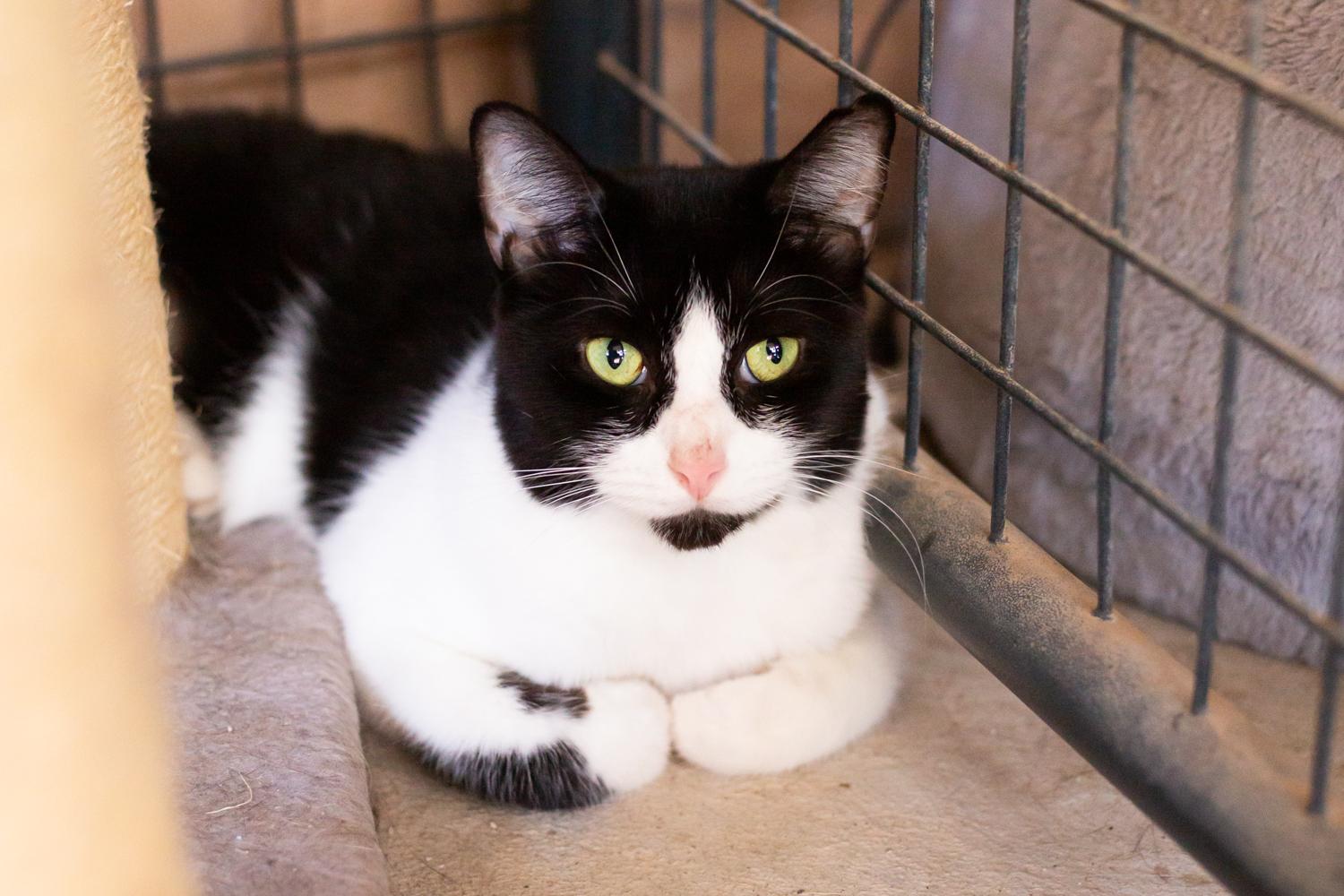 Luna, Adoptable, Adult Female Domestic Short Hair.