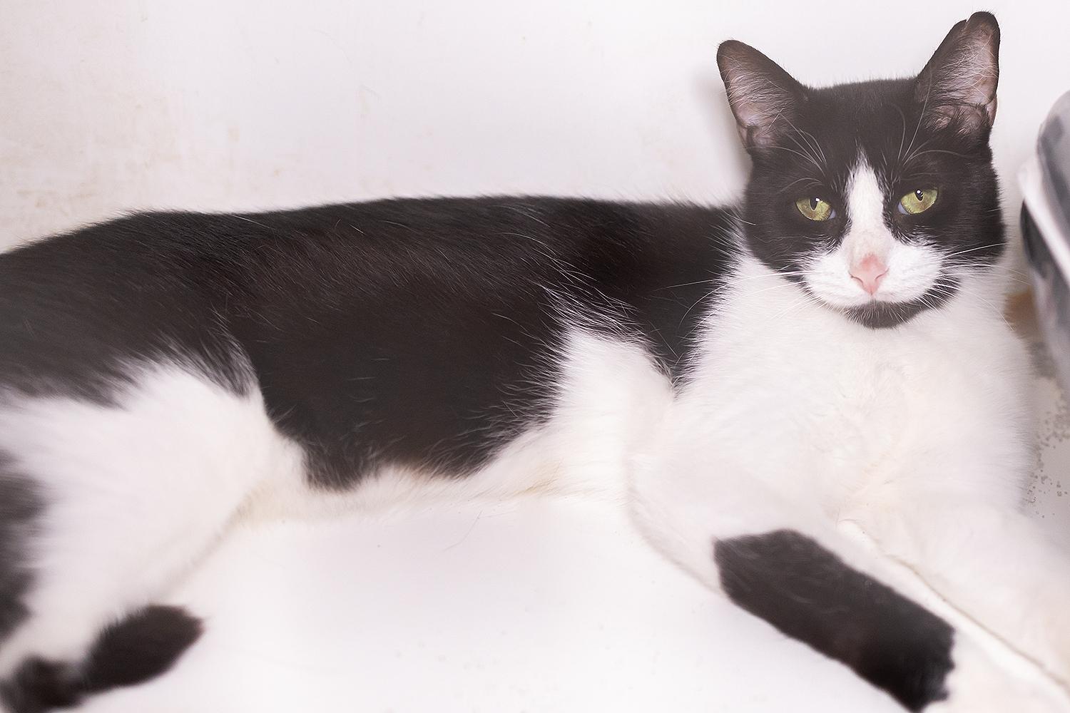 Luna, a Adoptable Domestic Short Hair in Marana, AZ image 4/4