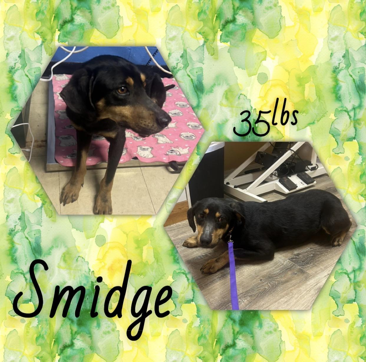Enlarge Smidge, a ADOPTABLE mixed breed in McArthur, OH image 1/1