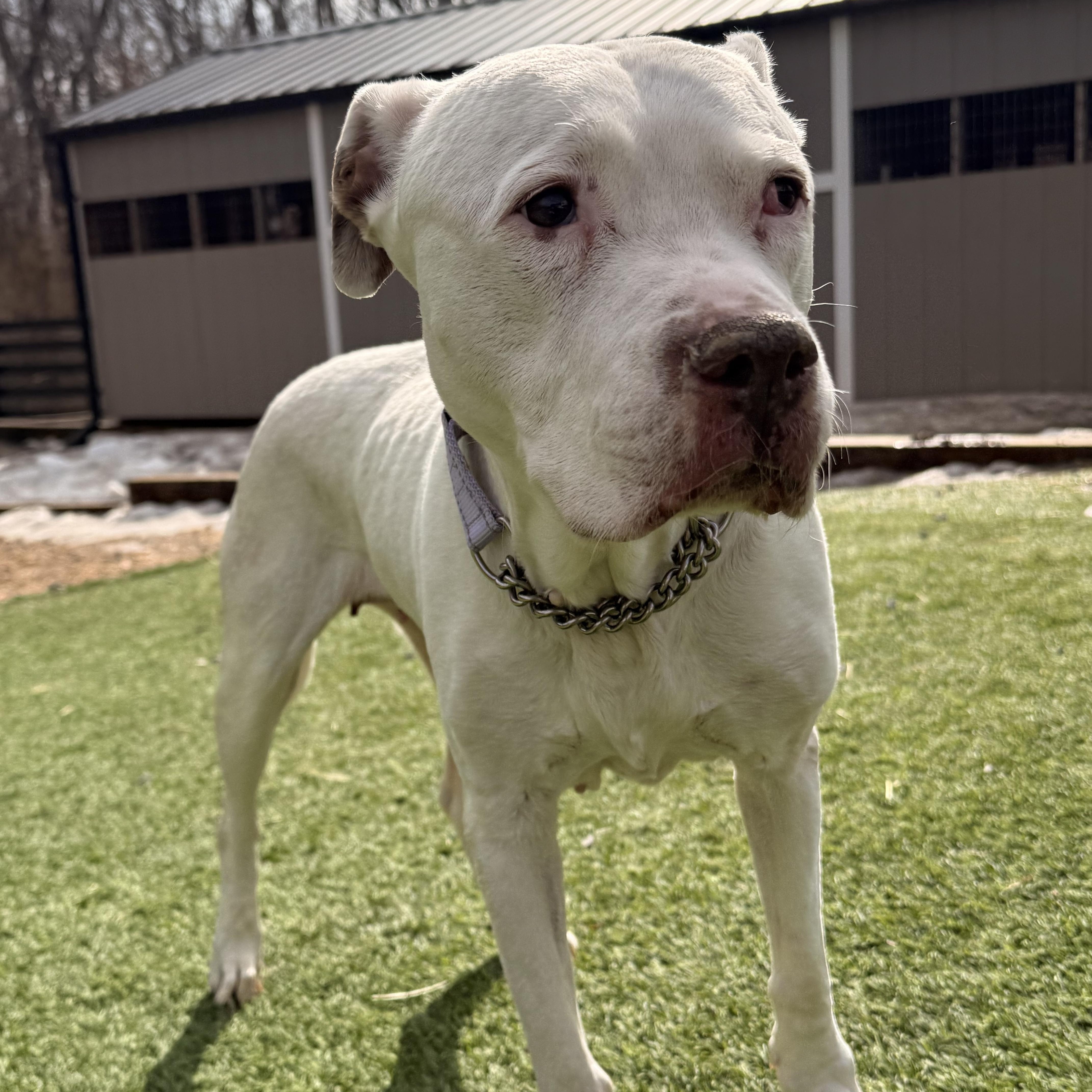 Shug, a ADOPTABLE Pit Bull Terrier in Manassas, VA image 1/4