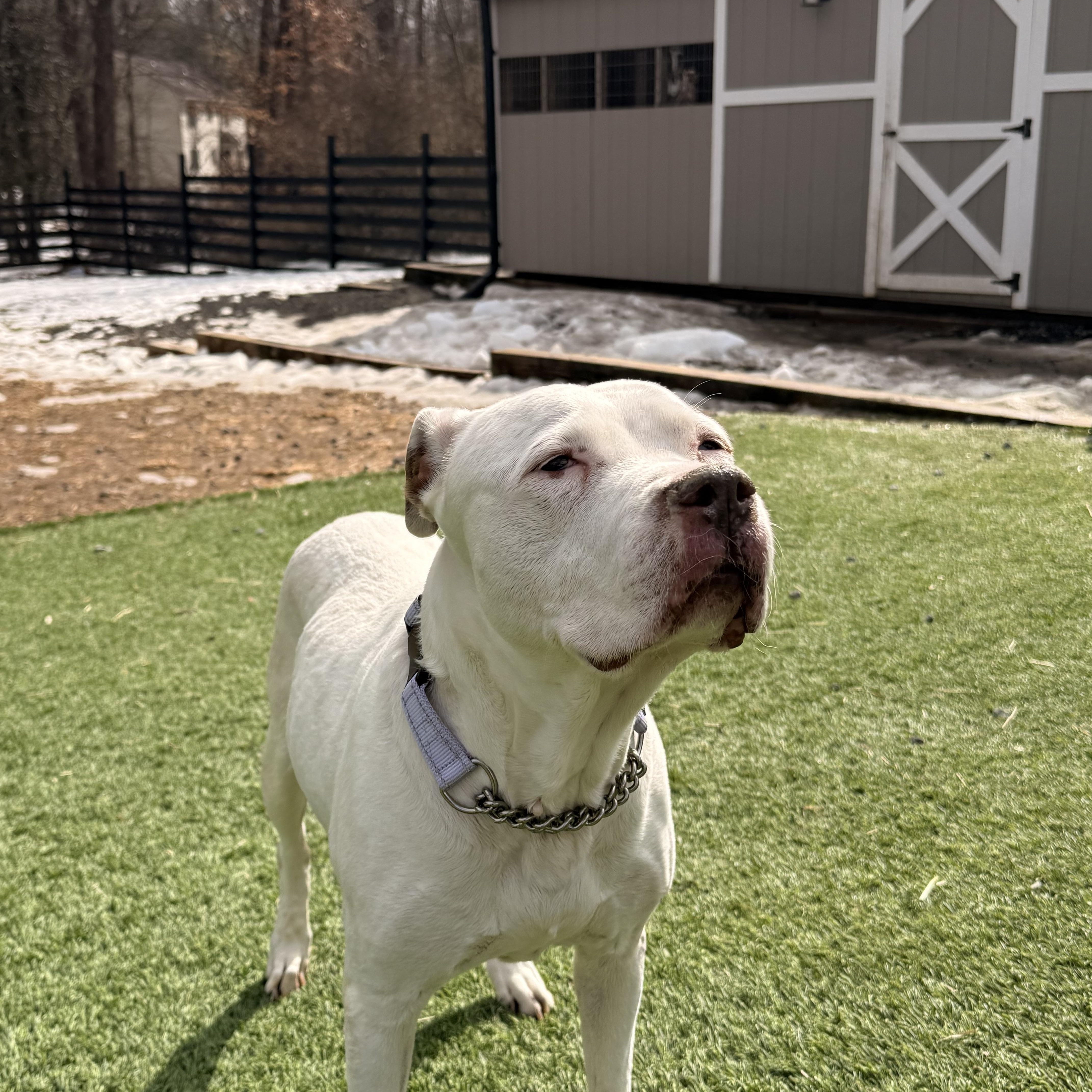Shug, a ADOPTABLE Pit Bull Terrier in Manassas, VA image 2/4